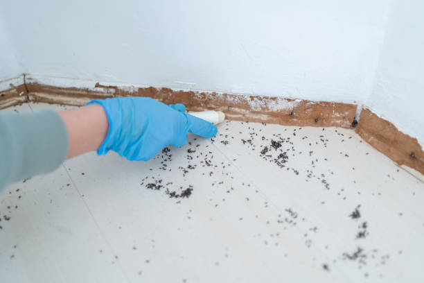 Best Flea Control Services  in Hawarden, IA